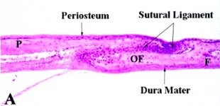 Oral Biology Phd 80