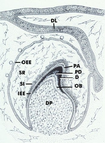 Development of the Dentogingival Junction - Early Stages ... financial aid diagram 