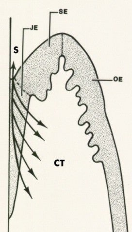 junctional epithelium deutsch diagram 4 school of make a calendar schedule online