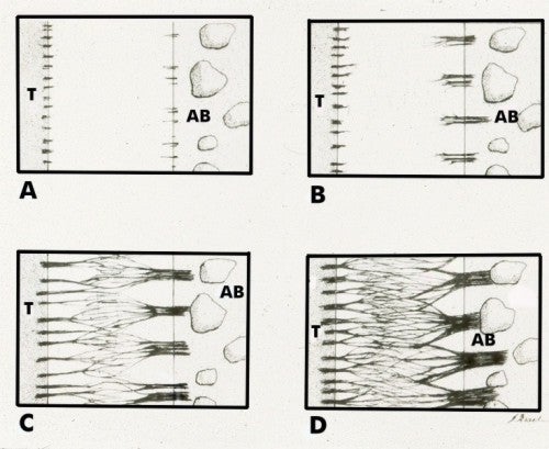 Periodontal Ligament - Origin And Development Diagram 6 ... diagram of maturation of follicle 