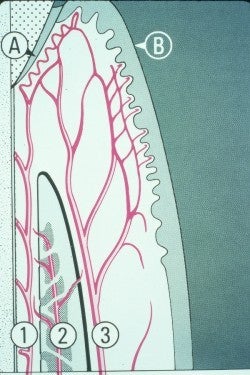 Gingival Vessels And Nerves Diagram 2 | School of Dental ... diagram of back 